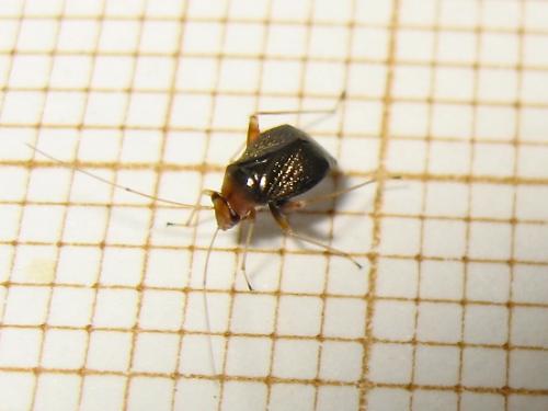 Réf. 144 232 : Halticus luteicollis