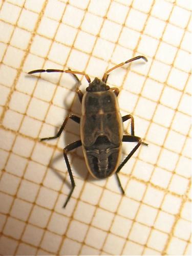 Graptopeltus lynceus