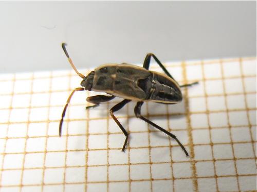 Graptopeltus lynceus