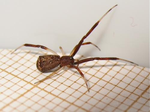 Episinus truncatus
