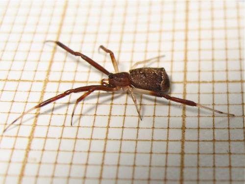 Episinus truncatus