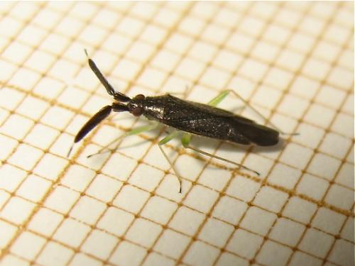 Réf. 144 397 : Heterotoma planicornis