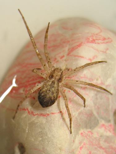 Philodromus dispar