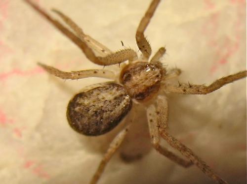 Philodromus dispar