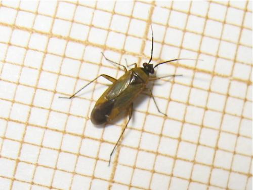 Réf. 144 396 : Plagiognathus arbustorum