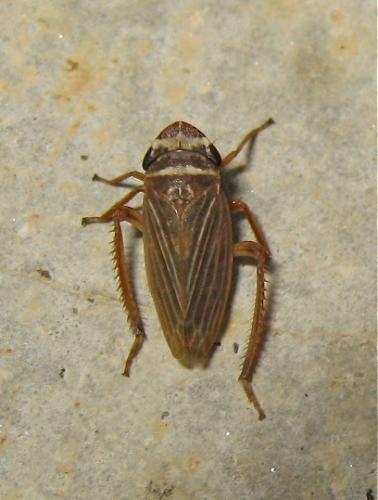 Aphrodes sp.