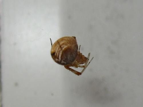 Parasteatoda lunata