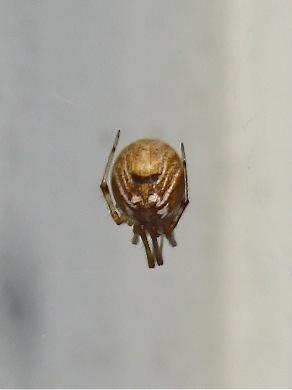 Parasteatoda lunata