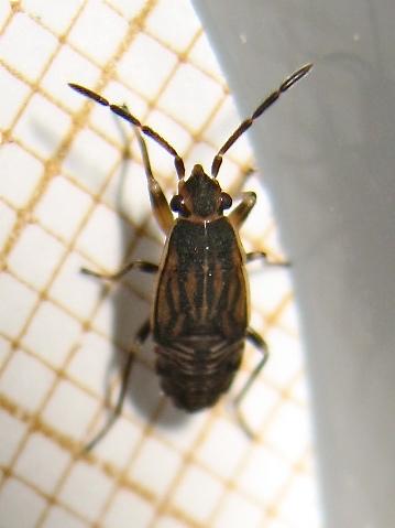 Peritrechus geniculatus