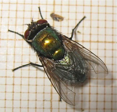 Lucilia sericata