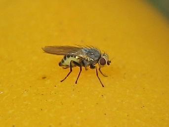 Phytomyza sp.