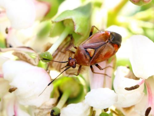 Réf. 144 283 : Deraeocoris ruber