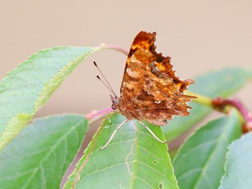 Polygonia c-album