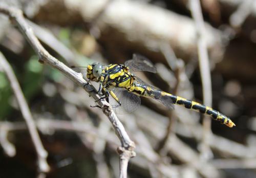 Onychogomphus uncatus