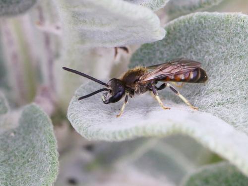 Réf. 144 628 : Lasioglossum calceatum