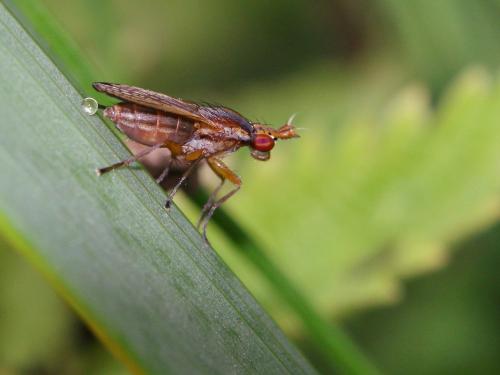 Limnia unguicornis
