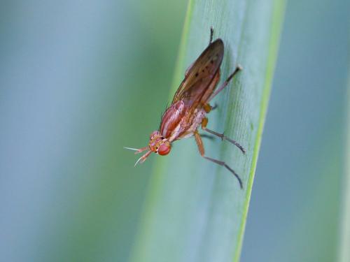 Réf. 144 796 : Ilione albiseta
