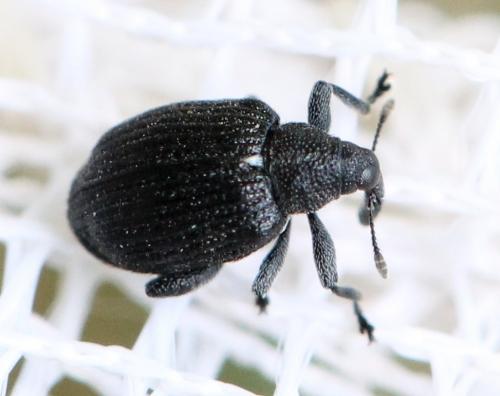 Tachyerges sp.