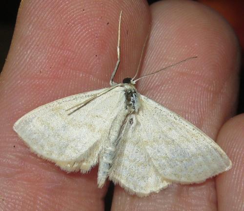 Scopula immutata