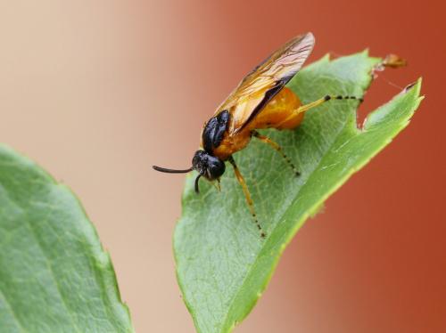 Arge ochropus