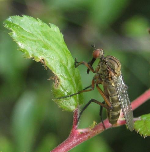 Empis livida