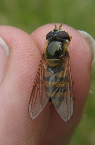 Réf. 144 066 : Epistrophe nitidicollis