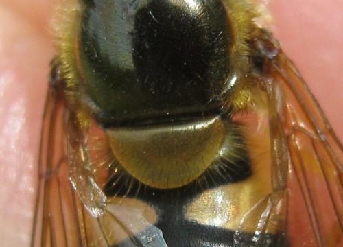 Réf. 144 065 : Epistrophe nitidicollis