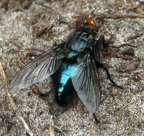 Réf. 144 116 : Cynomya mortuorum