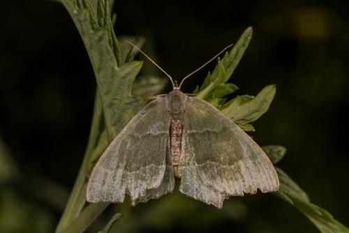 Réf. 144 084 : Hemithea aestivaria