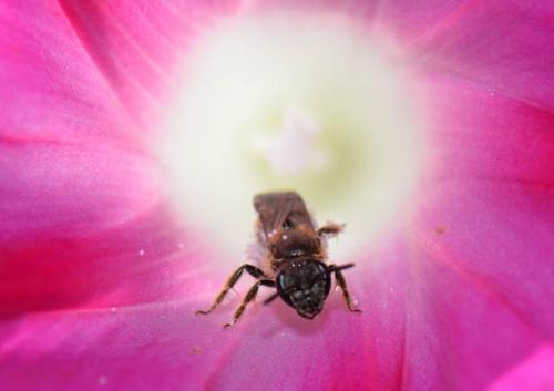 Lasioglossum sp.