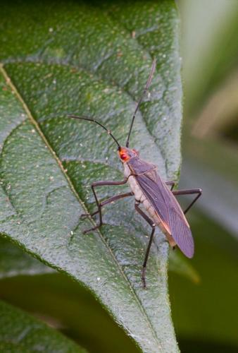 Jadera obscura