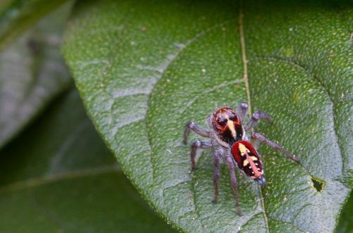 Frigga sp.