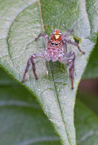 Frigga sp.