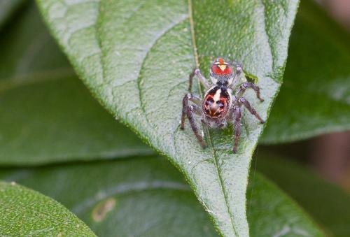 Frigga sp.