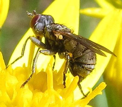 Zodion sp.