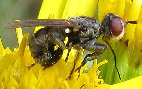 Zodion sp.