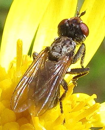 Zodion sp.