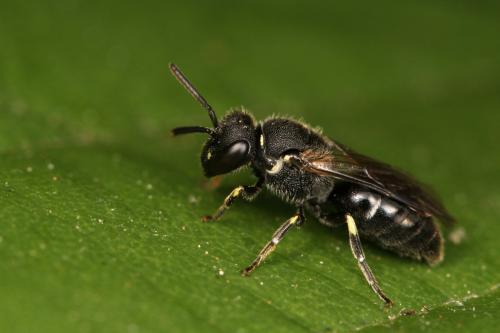 Hylaeus sp.