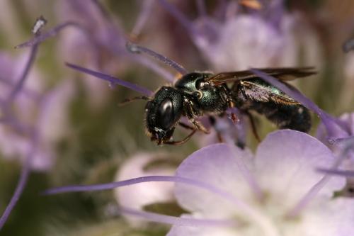 Ceratina cyanea