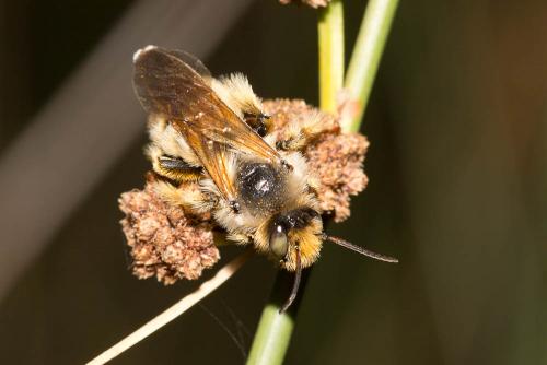 Dasypoda visnaga