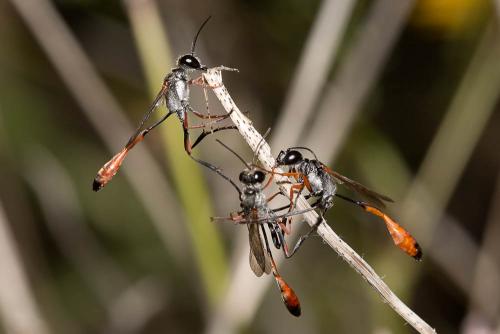 Ammophila laevicollis