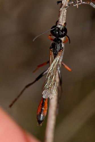 Réf. 144 213 : Ammophila laevicollis