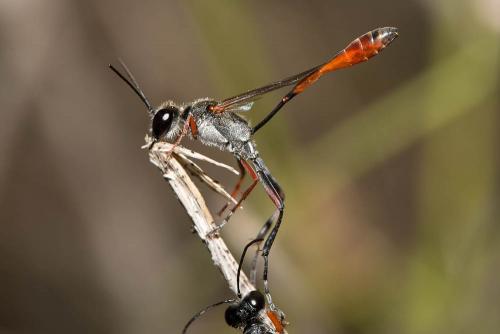 Ammophila laevicollis