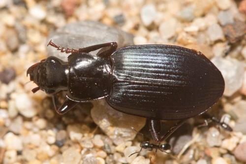 Laemostenus sp.