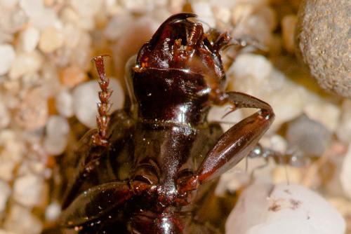 Laemostenus sp.