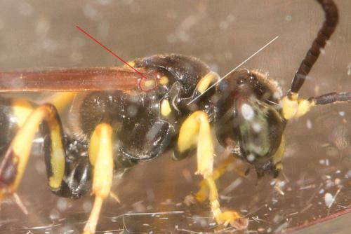 Gorytes sp.