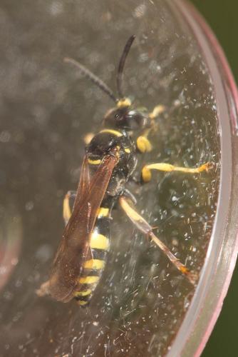 Gorytes sp.