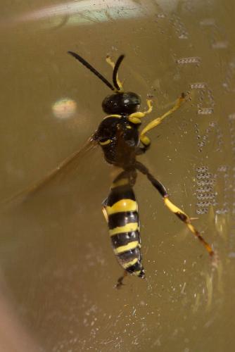 Réf. 144 382 : Gorytes sp.