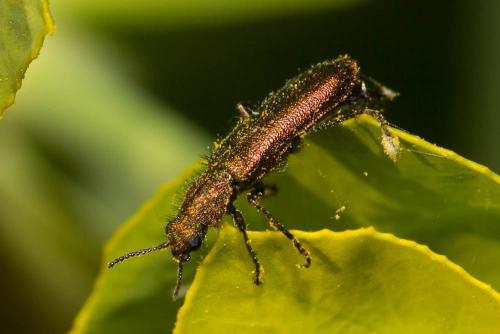 Réf. 144 236 : Psilothrix viridicoerulea