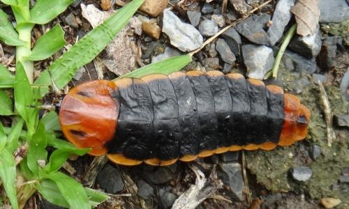 Réf. 144 790 : Lamprigera tenebrosa